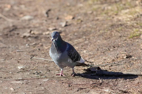 Dove shromažďuje na jaře hole — Stock fotografie