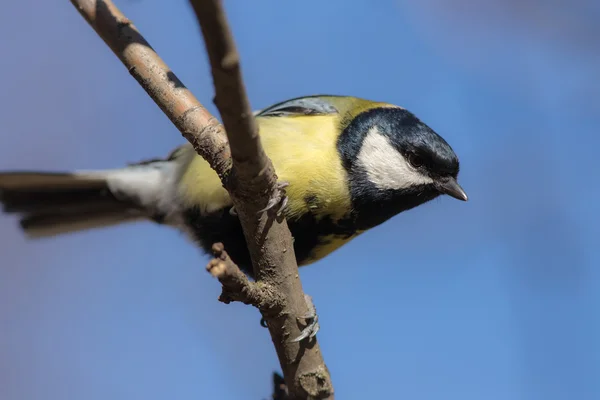 Meise auf blauem Hintergrund — Stockfoto