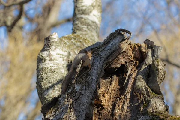 Veverka sedí na bříza — Stock fotografie