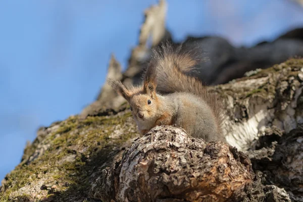 호기심많은 다람쥐 — 스톡 사진