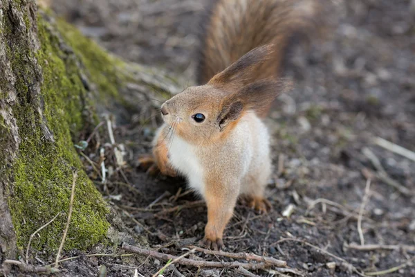 Porträt eines seltsamen Eichhörnchens — Stockfoto