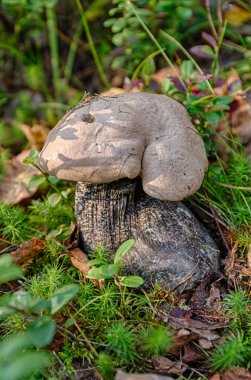 Leccinum percandidum