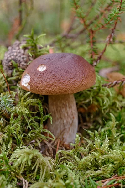 Cep in the forest — Stock Photo, Image