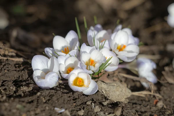 Crocos de primavera — Fotografia de Stock