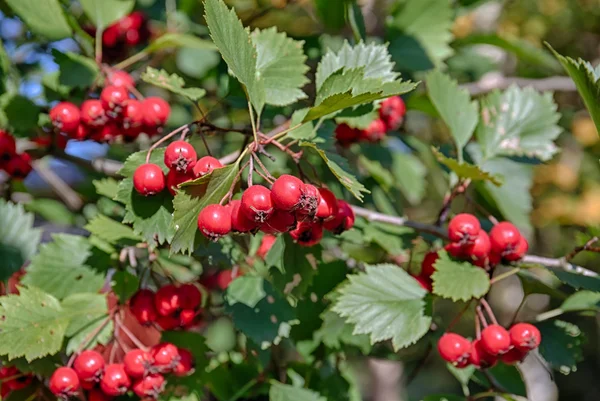 Hawthorn branch — Stockfoto