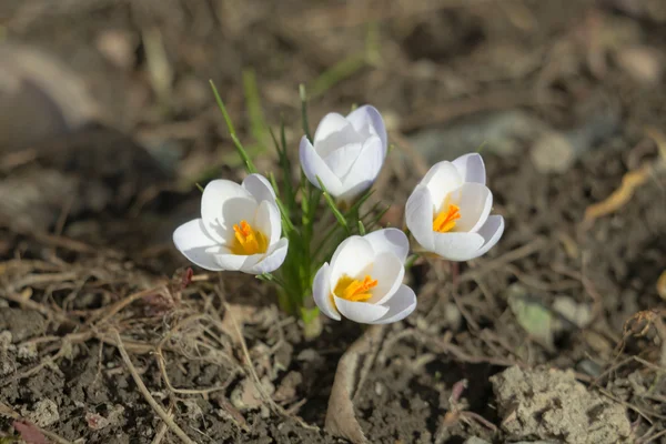 Beyaz çiğdemler ilkbaharda — Stok fotoğraf