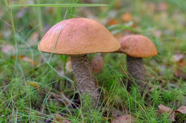 two mushrooms clipart
