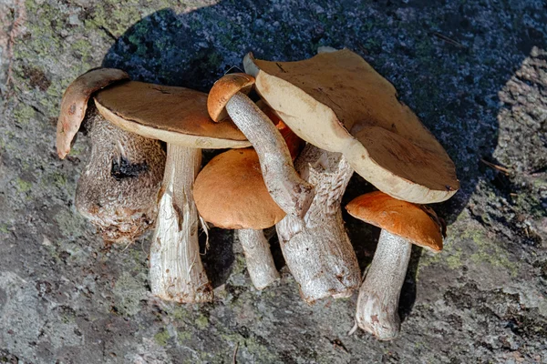 Orange-cap karljohansvamp — Stockfoto