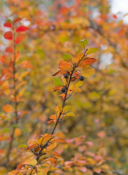 Myrtille aux feuilles d'automne — Photo