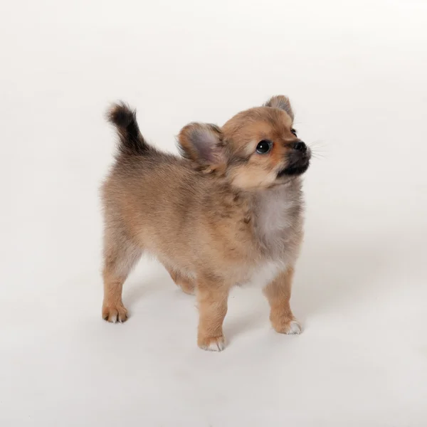 Retrato de filhote de cachorro — Fotografia de Stock