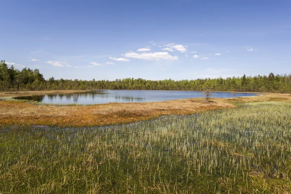 Meer omgeven door marsh — Stockfoto