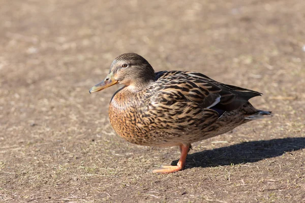 Anka närbild — Stockfoto