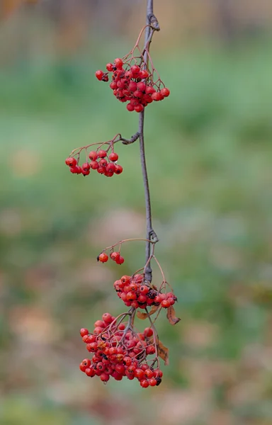 Ripe rowan berries — Stock Photo, Image