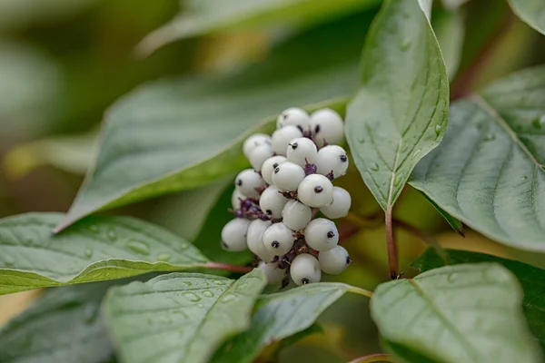 Eső után snowberry — Stock Fotó