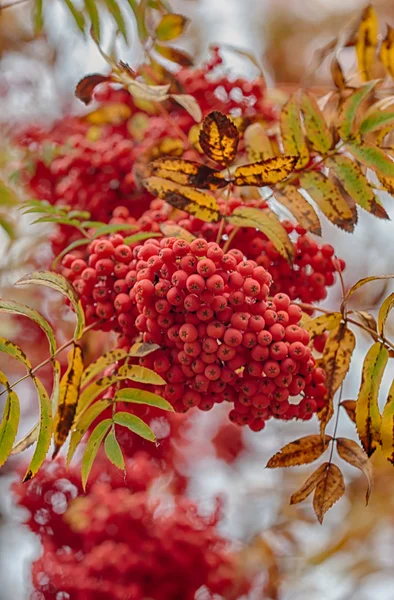 Cosecha de otoño — Foto de Stock