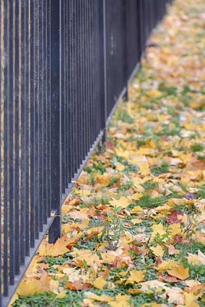 Fence of the park — Stock Photo, Image