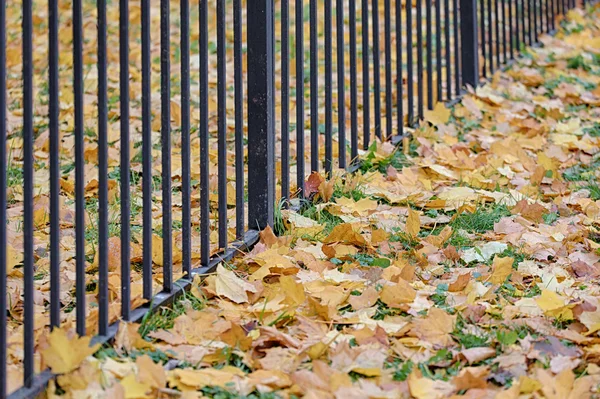 Herbstdiagonale — Stockfoto