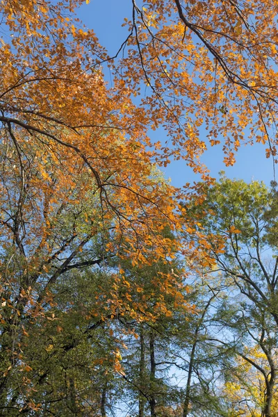 De bomen met kleurrijke bladeren — Stockfoto