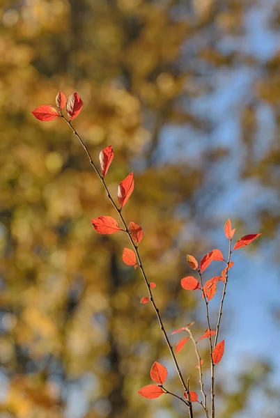 Branche avec feuilles rouges — Photo