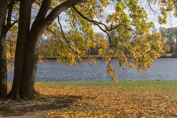 Drzewo klon nad rzeką — Zdjęcie stockowe