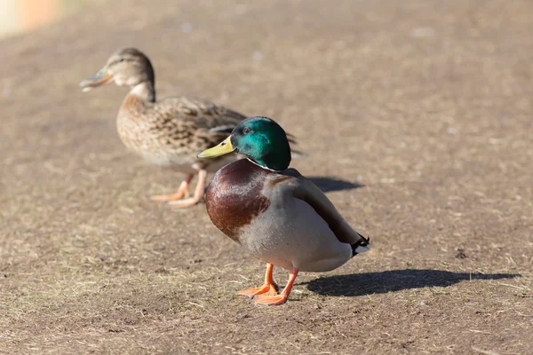 春先に 2 羽のカモ — ストック写真