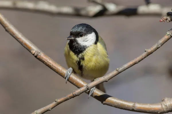 Titmouse em um galho de árvore — Fotografia de Stock