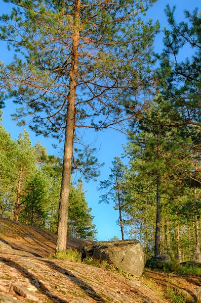 Landschap in het bos — Stockfoto