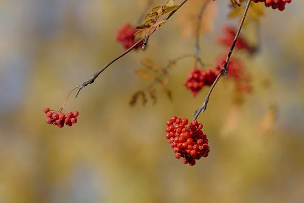 Les baies de Rowan en automne — Photo