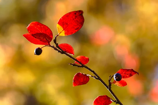 Autumnal aronia branch — Stock Photo, Image