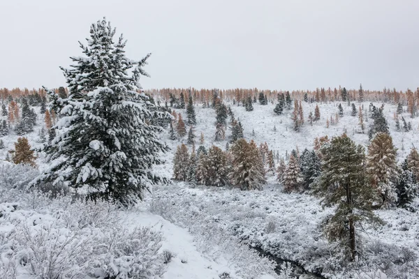 Pierwsze opady śniegu — Zdjęcie stockowe