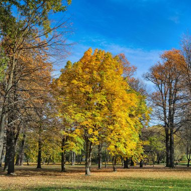  sonbahar kestane ile Park