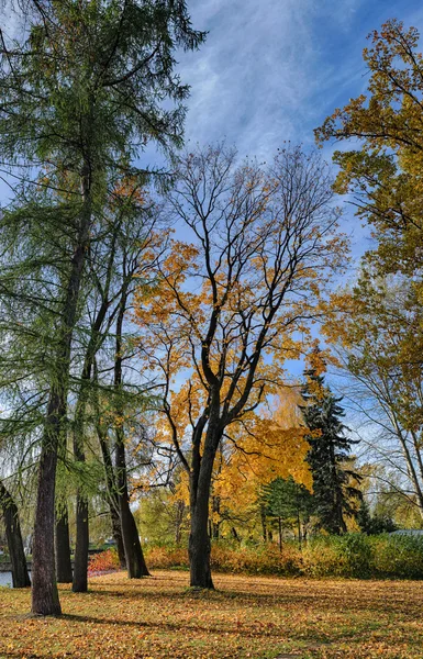 Herfst bomen — Stockfoto