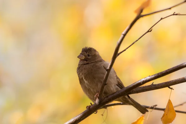 Sparrow in de herfst — Stockfoto