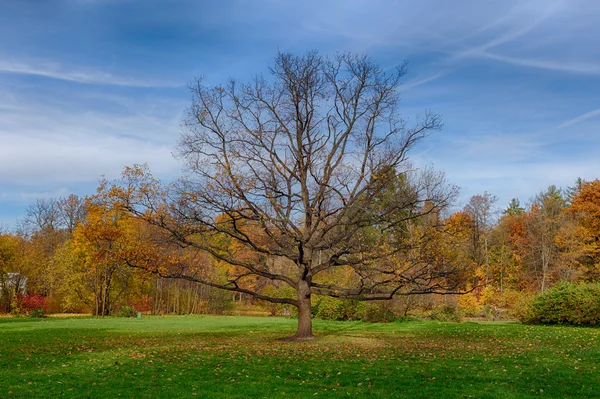 孤独的栎树 — 图库照片