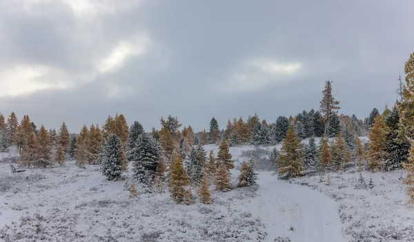 Barrskogen under snöfall — Stockfoto