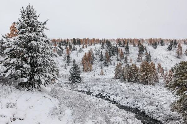 Na sneeuwval — Stockfoto