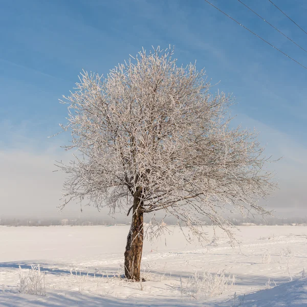 Journée froide d'hiver — Photo