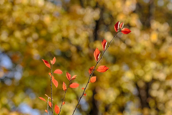 Red on yellow — Stock Photo, Image