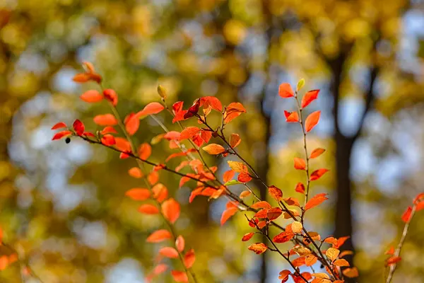 Branches with red leaves — Stock Photo, Image