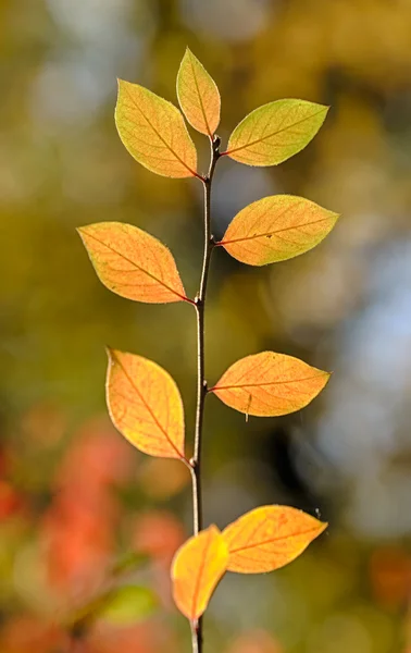 Autumn branch close up — Stock Photo, Image