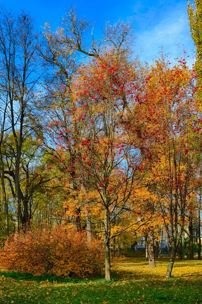 赤い秋 — ストック写真
