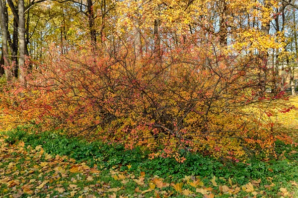 Krzak aronia — Zdjęcie stockowe