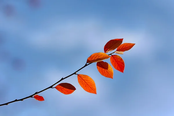 Autumn close up — Stock Photo, Image