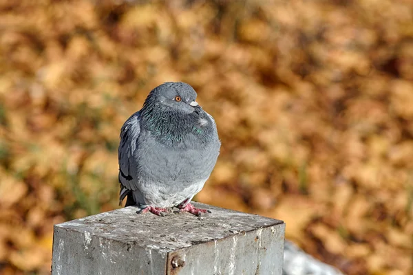 Pigeon gris — Photo