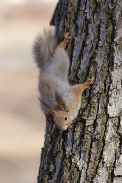 Eichhörnchen geht unter — Stockfoto