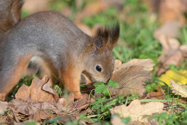 Écureuil sur l'herbe gros plan — Photo
