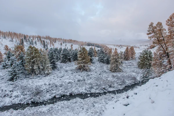 Sonbahar ağaçlar kar yağışı sonra — Stok fotoğraf
