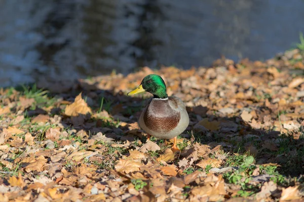 Pato en el follaje de otoño —  Fotos de Stock