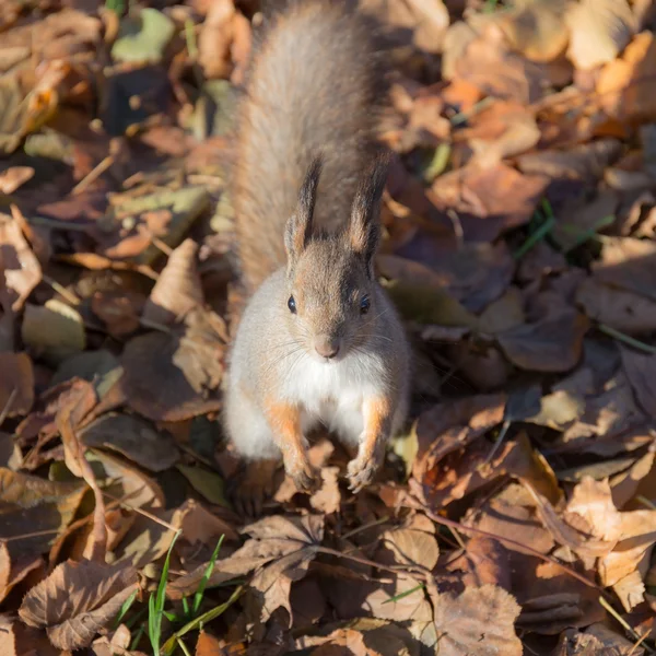 Ardilla en hojas de otoño —  Fotos de Stock