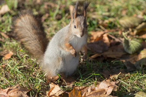 Eichhörnchen im Herbst hautnah — Stockfoto